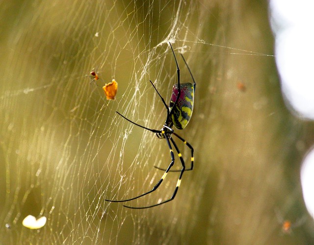 Joro spider (female in focus, male close nearby)