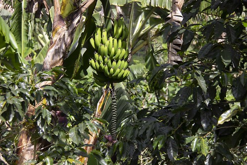 naturaleza nature plantas plants humanos humans cultivos crops mixedcrops cultivosmixtos conservación conservation biodiversity biodiversidad plátano banana café coffee costarica