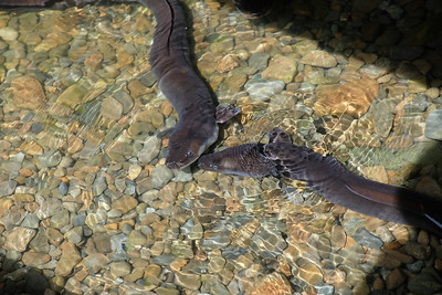 16-013 Nieuw Zeelandse palingen