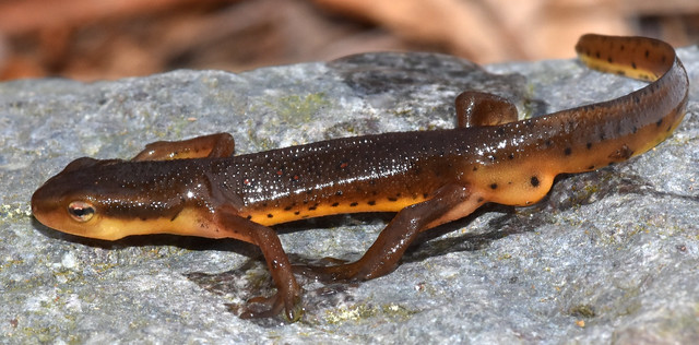 5.8 cm male red-spotted newt