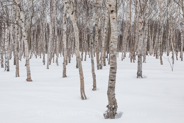 Paper Birches  in Gander, Newfoundland