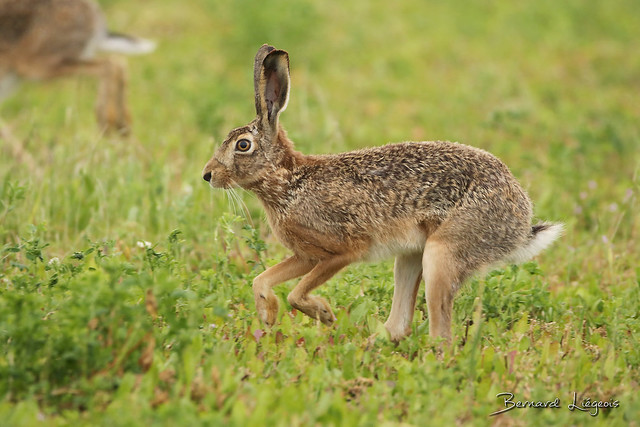 Lepus europaeus | Lièvre d'Europe | Brown Hare