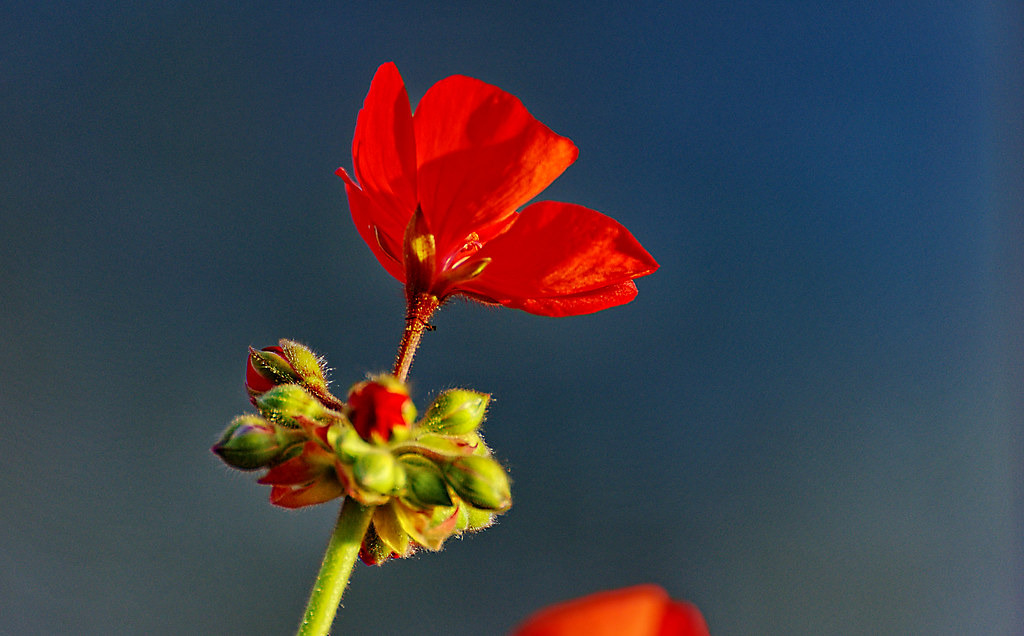 Flor de geranio *In Explore* | Sigo en casa, con mi cámara e… | Flickr