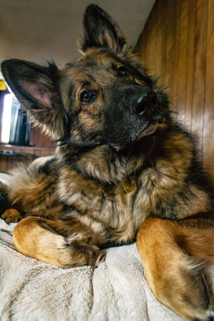 Flickriver: Most interesting photos tagged with german shepard