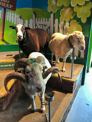 Photo 22 of 25 in the Day 2 - The Milky Way Adventure Park and The Big Sheep (28th Jul 2018) (Neil T) gallery
