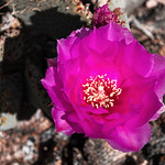 Desert Bloom Desert Bloom
Beavertail Pricklypear
Keyhole Canyon
Nevada
4/16/2020
