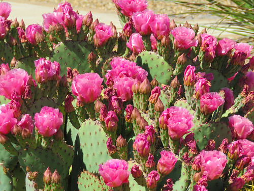 arizona greenvalleysahuarita sonorandesert cactus pricklypear blooming