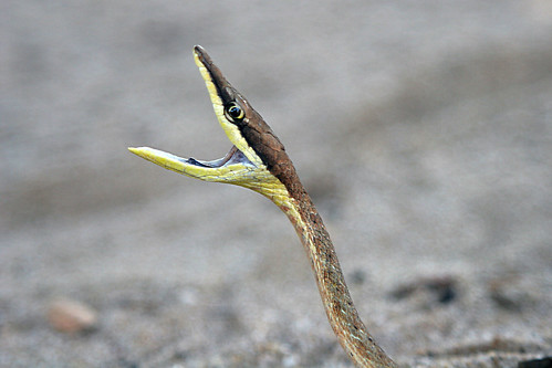 colubridae oxybelis aeneus brownvinesnake suriname