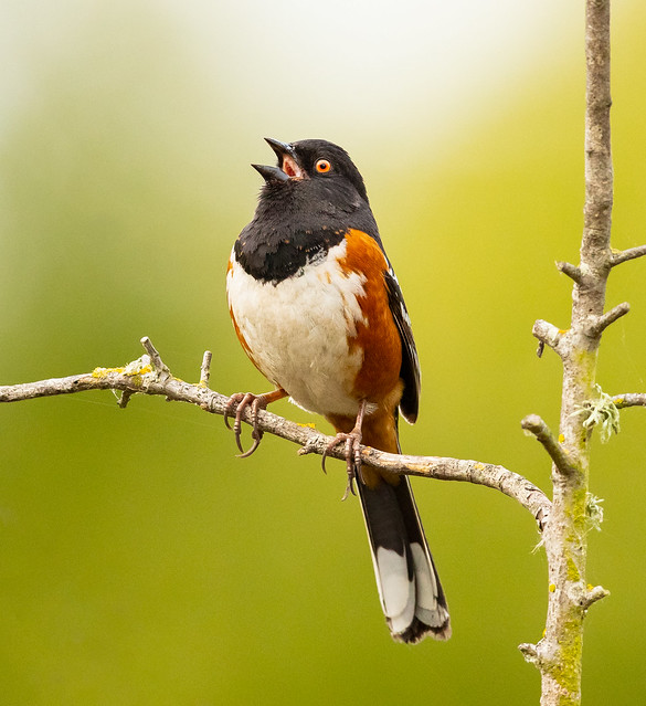 Spotted Towhee (X03_2093)