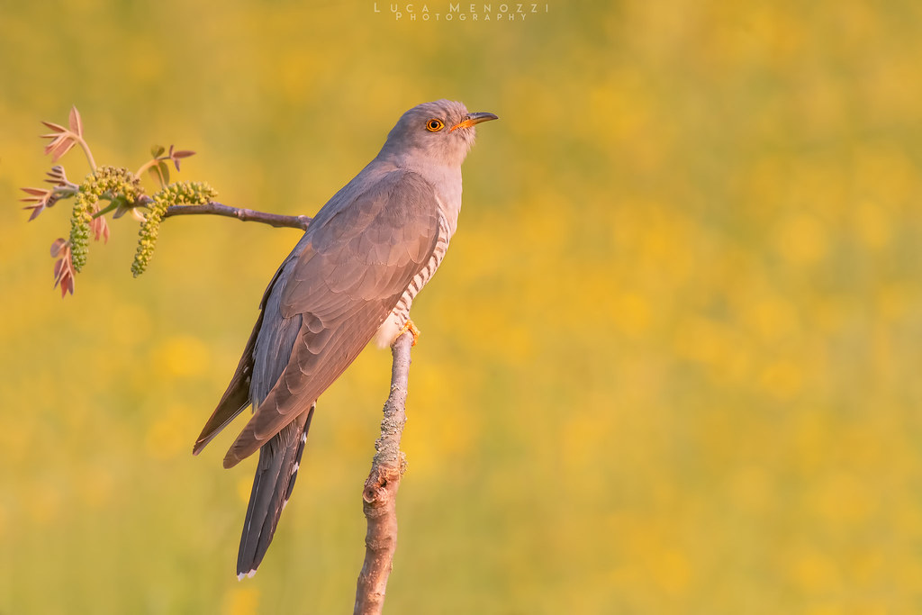 Cuckoo at sundown