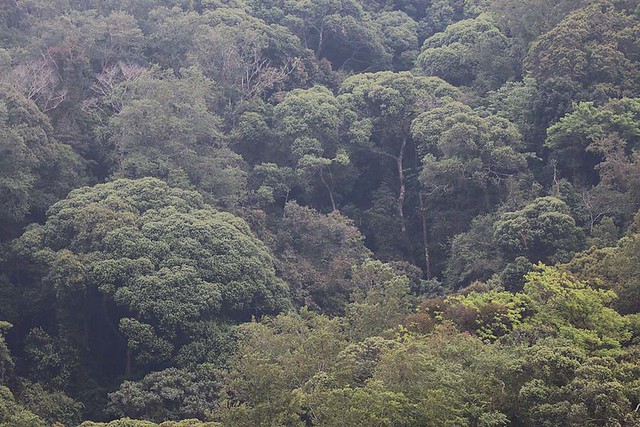 Forest near Tu Mo Rong, Kon Tum, Vietnam