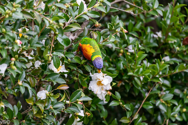 Nectar hunting Lorikeet in our garden
