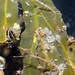 Flickr photo 'Caprella mutica (23-7-19 New England aquarium)' by: Bárbol.