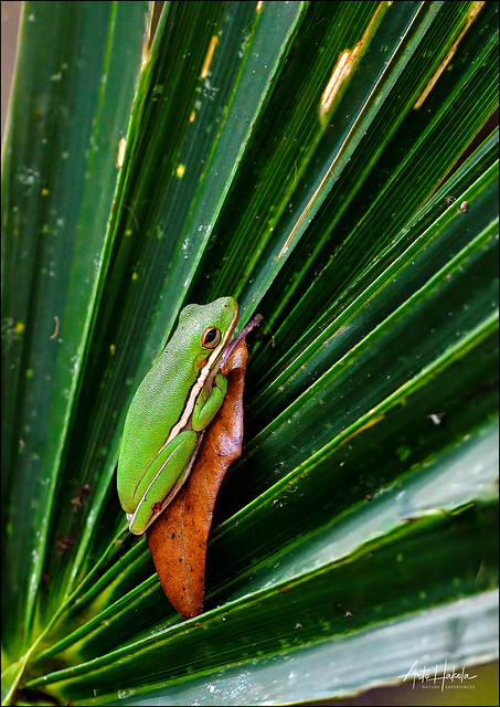 Green tree frog is resting/hiding inside palm tree canopy. Sometimes they trust too much their camouflage color.