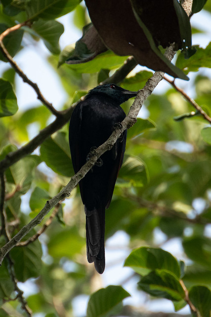 Onychognathus fulgidus (Forest Chestnut-winged Starling) - Sturnidae - Kakum National Park, Central Region, Ghana-3