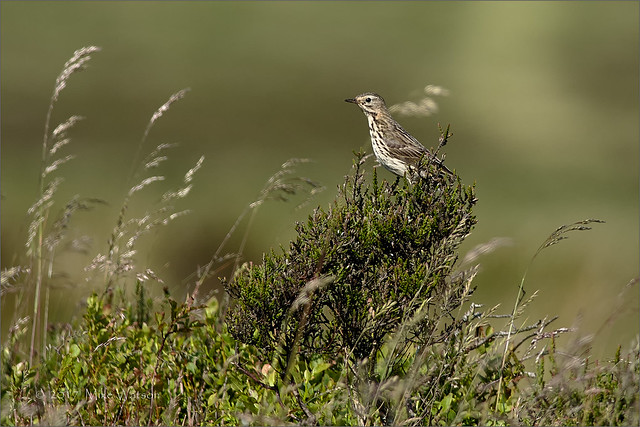 Pipit on Exmoor