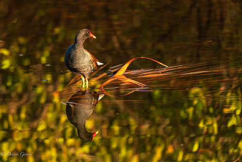 merrittisland bird birds florida gallinule sunrise water wildlife winter