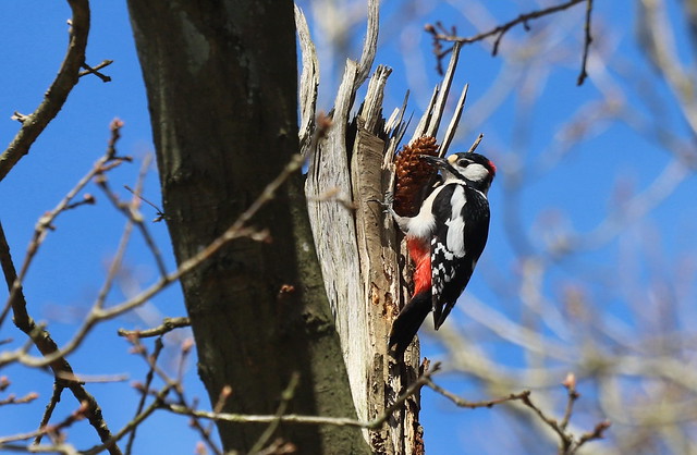Stor flagspætte (Great Spotted Woodpecker / Dendrocopos major)