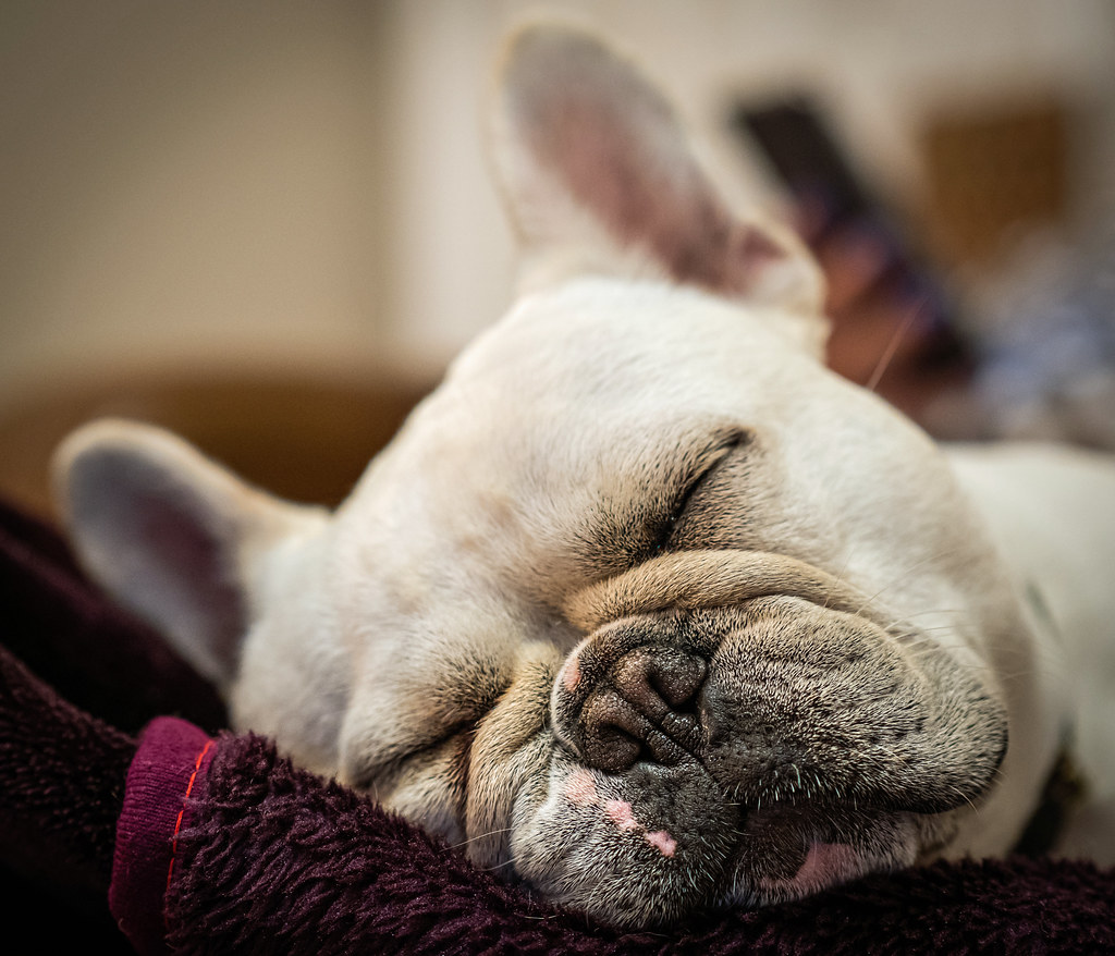 Asleep ( Albi the French Bulldog) (Olympus OM-D EM1.2 & Leica DG Nocticron 42.5mm f1.2 Prime) (1 of 1)
