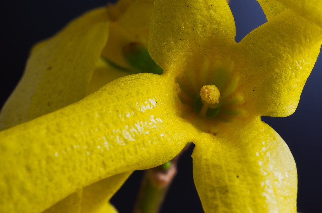 Kwiat forsycji | SMC Pentax-M 28mm F2.8 macro extension tube… | Tomasz