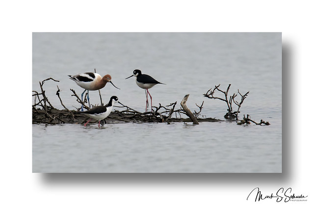 American Avocet and Black-necked Stilts at Riverlands Migratory Bird Sanctuary - No 1