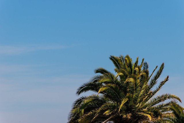 A close-up shot of a palm tree waving in the wind against the background of the clear blue sky