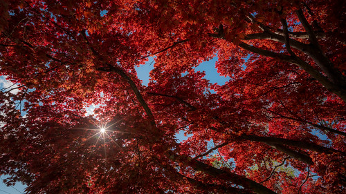 red orange yellow blue sky sunstar sun sunburst tree scenery leaves foliage japanesemaple mapletree trunk branches neighborhood suburbs suburban rockville maryland md outside outdoors nature plant spring april sony alpha a7riii ilce7rm3 superwideangle prime lens voigtlander heliar asymetrical