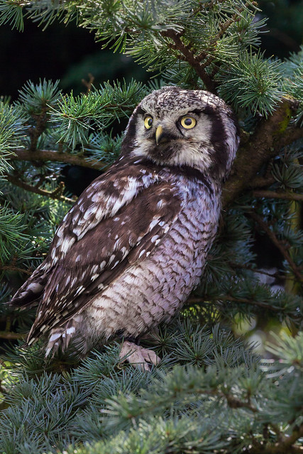 Northern Hawk Owl in a coniferous tree. (EXPLORED)