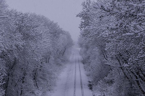 biological illinois nature ogleco places plants structures things weather railroads snow treesleaves