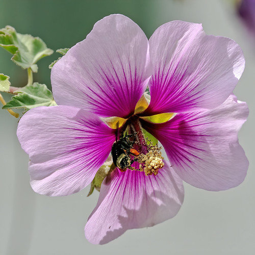 Backyard Bees 8 | by lennycarl08
