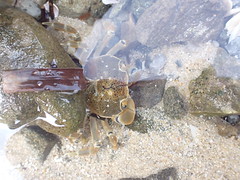 Four-toothed Shore Crab