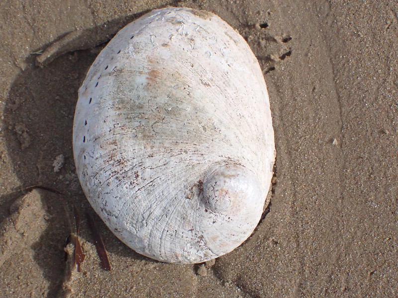 Greenlip Abalone (Haliotis laevigata)