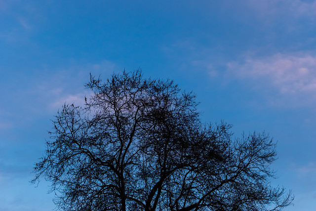 A silhouette of a leafless tree against the background of the dark blue cloudy sky during the sunset