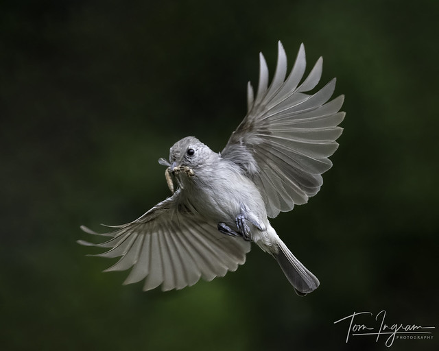 Oak Titmouse flying to nest
