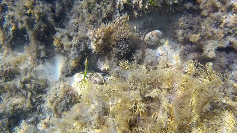 Greenlip Abalone (Haliotis laevigata)
