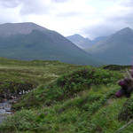 Purple Scottish thistle growing alongside a brook