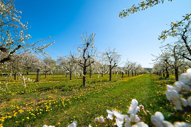 At sunny spring day at the apple plantation