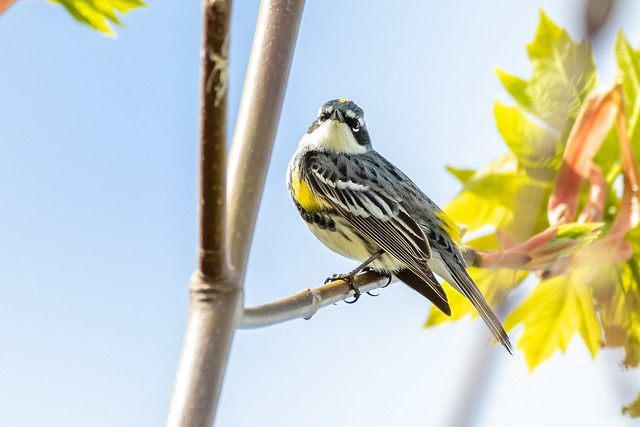 Yellow-rumped Warbler-Myrtle subspecies