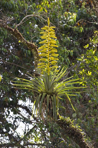 naturaleza nature plantas plants epífitas epiphytes botánica botany flores flowers bromelia tropical lasalturas costarica