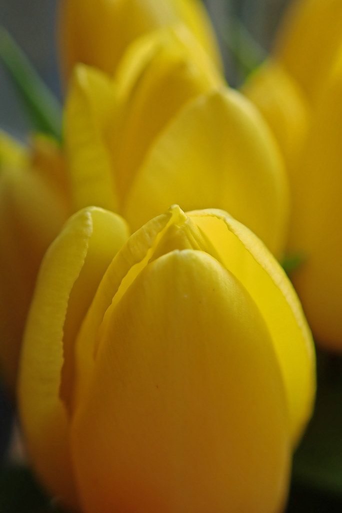 Yellow Tulips | OLYMPUS DIGITAL CAMERA | Grazerin/Dorli Burge | Flickr