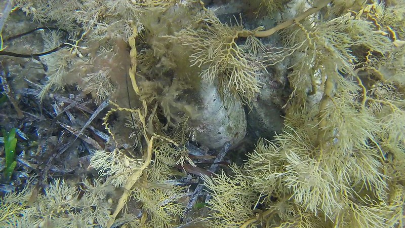 Greenlip Abalone (Haliotis laevigata)