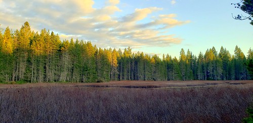 kitsappeninsula lake wetland sunset cloudsstormssunsetssunrises galaxys9 spiraeadouglasii steeplebush twilight