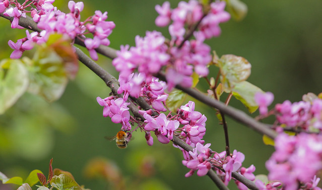 Woodland Bee @ Spring...Bombus hypnorum