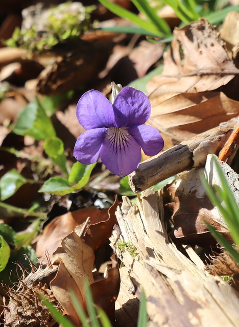 Krat-viol (Common Dog-violet / Viola riviniana)