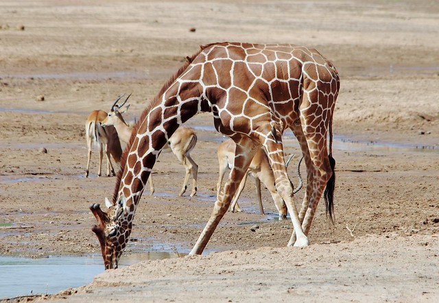 Reticulated Giraffe Drinking Water (Giraffa camelopardalis reticulata)