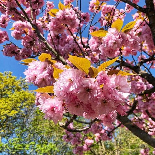 Roze bloesempracht langs de Oude Baan in Leuven