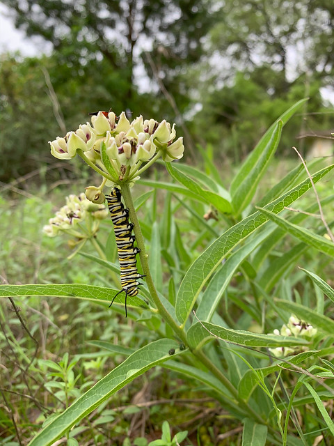 Antelope Horns Milkweed with Monarch Caterpillars - 1 - 3