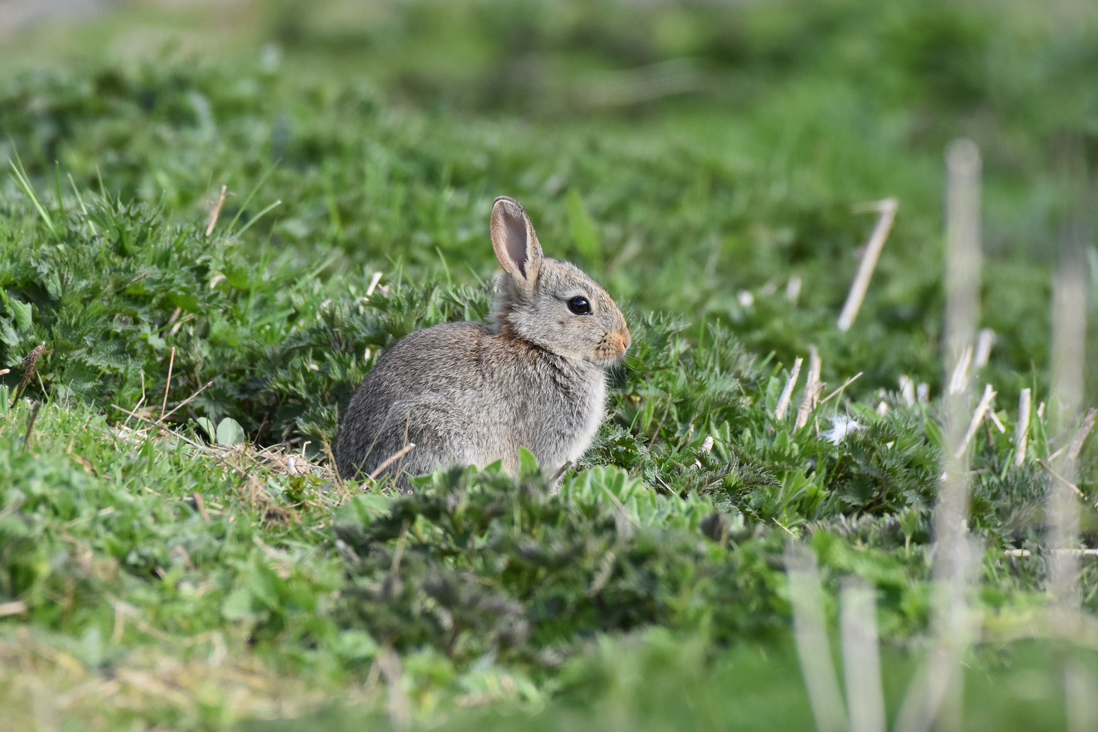 Flickr Rabbit Farm Rabbits | Flickr
