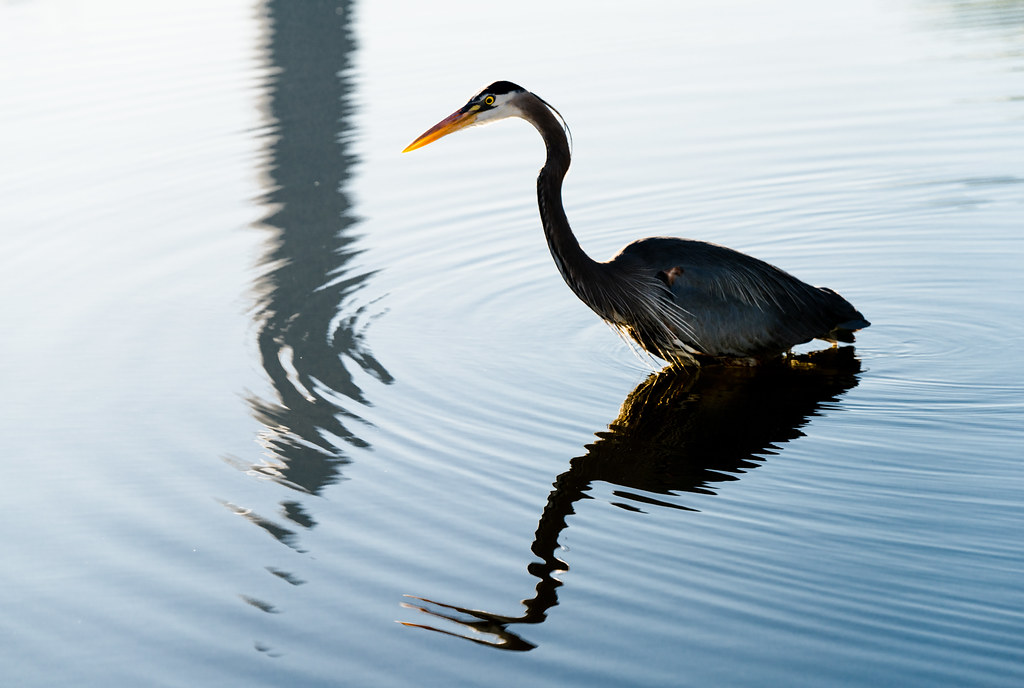Great Blue Heron Reflection Photograph by Donna Twiford