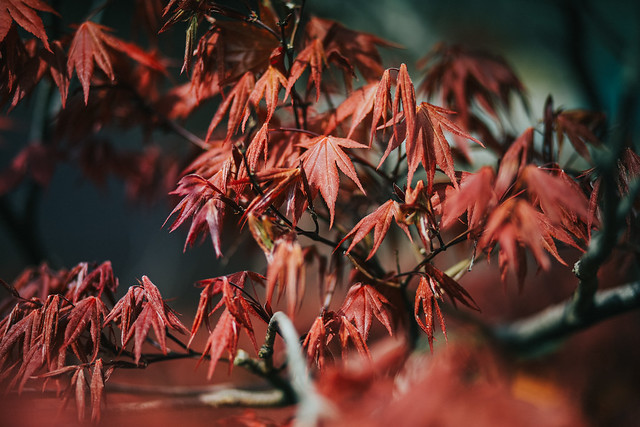 Red leaves